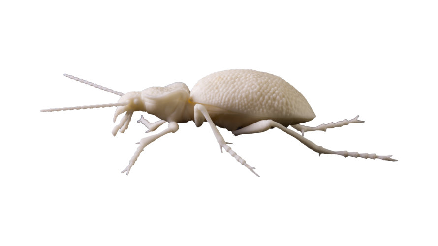 Carabus Gigas_ST 890x500