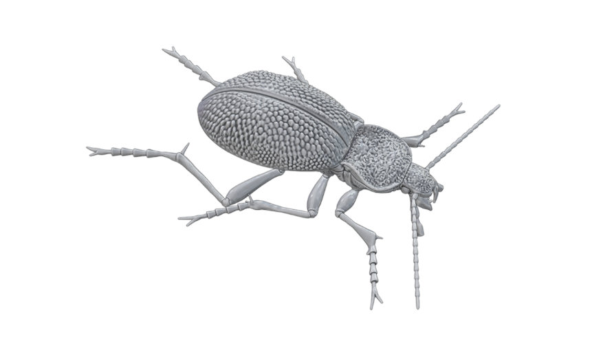 Carabus gigas gigas 890x500