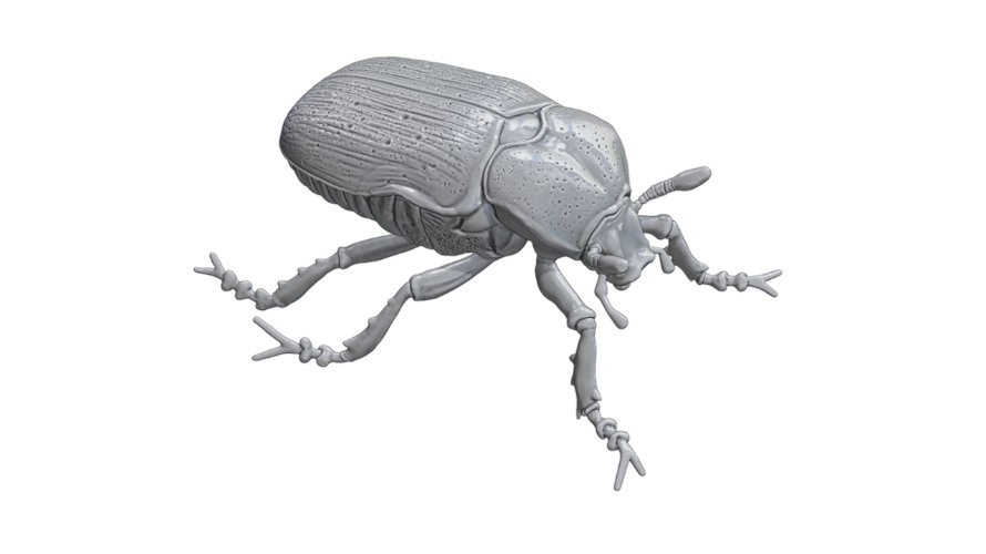 Cetonia dorata 890x500