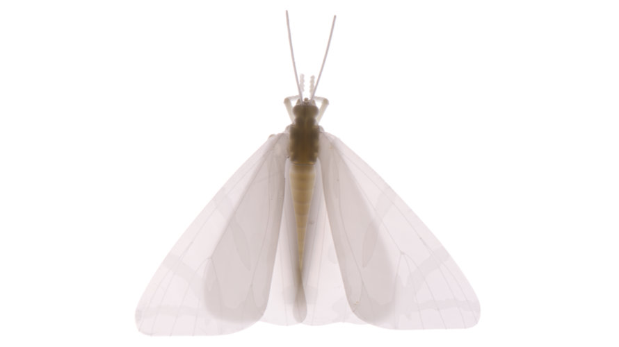 Falena Edera 1_ST 890x500