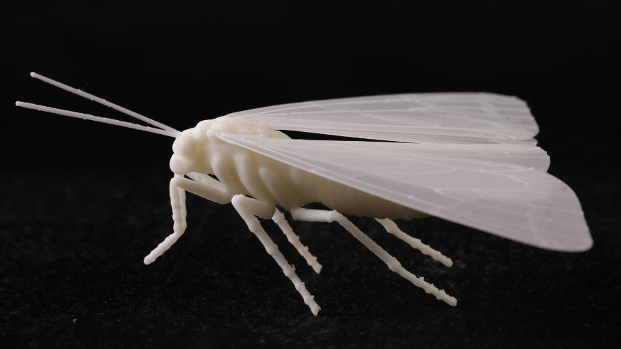 Falena Edera 2_ST 890x500