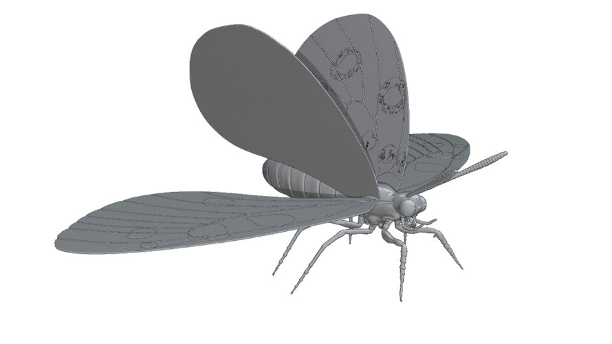 Farfalla Apollo 890x500