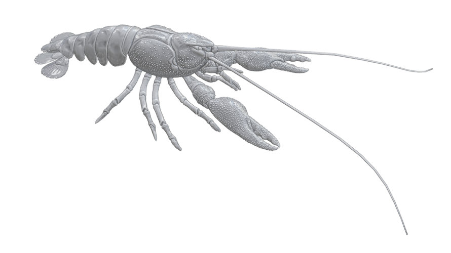 Gambero di fiume 890x500