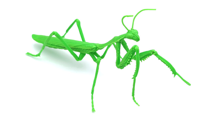 Mantide verde_ST 890x500