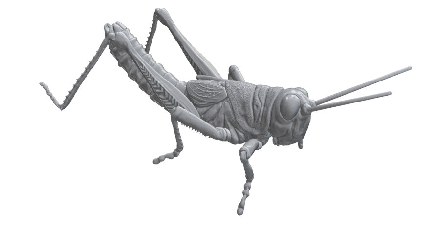 Podisma Pedestris 890x500