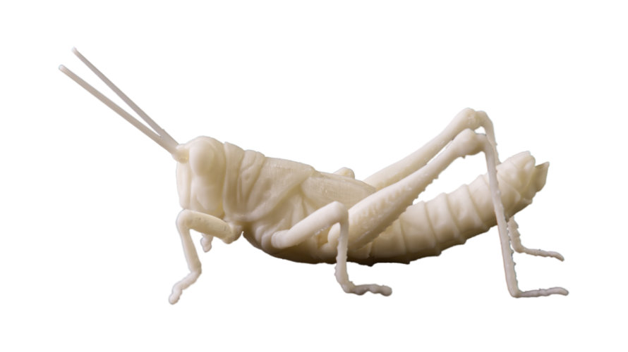 Podisma Pedestris_ST 890x500