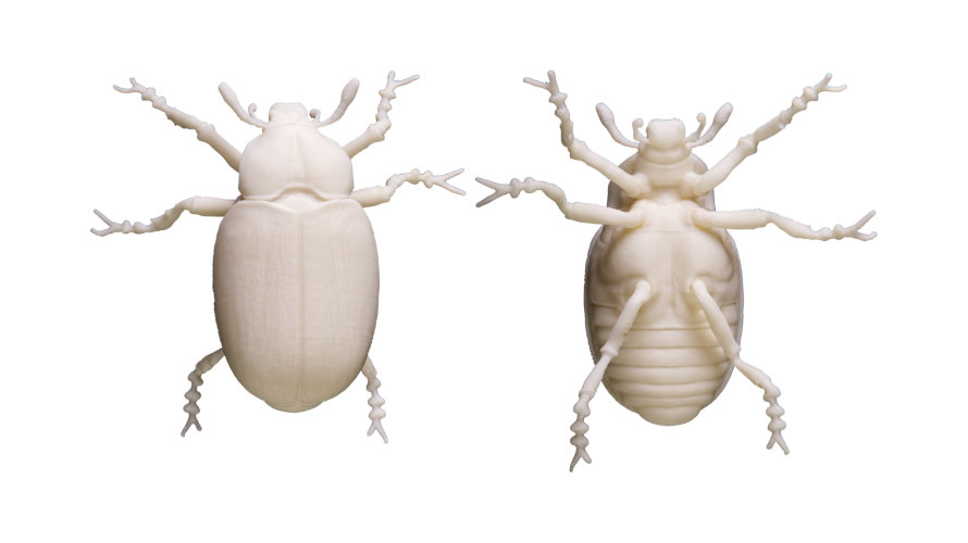 Scarabeo Eremita_ST 890x500