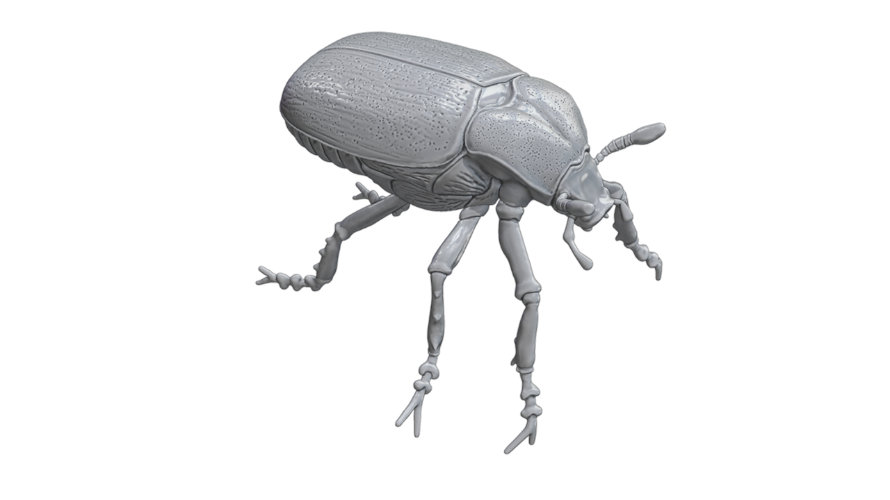 Scarabeo eremita 890x500